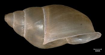 Media type: image;   Malacology 26352 Aspect: lateral